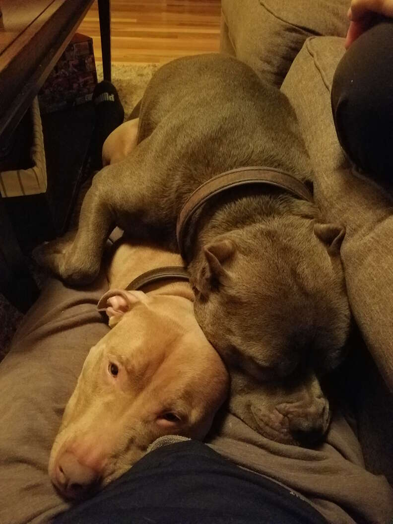 Delightful Dozing Dogs Discover Bunk Beds for Endless Bonding and Snuggles