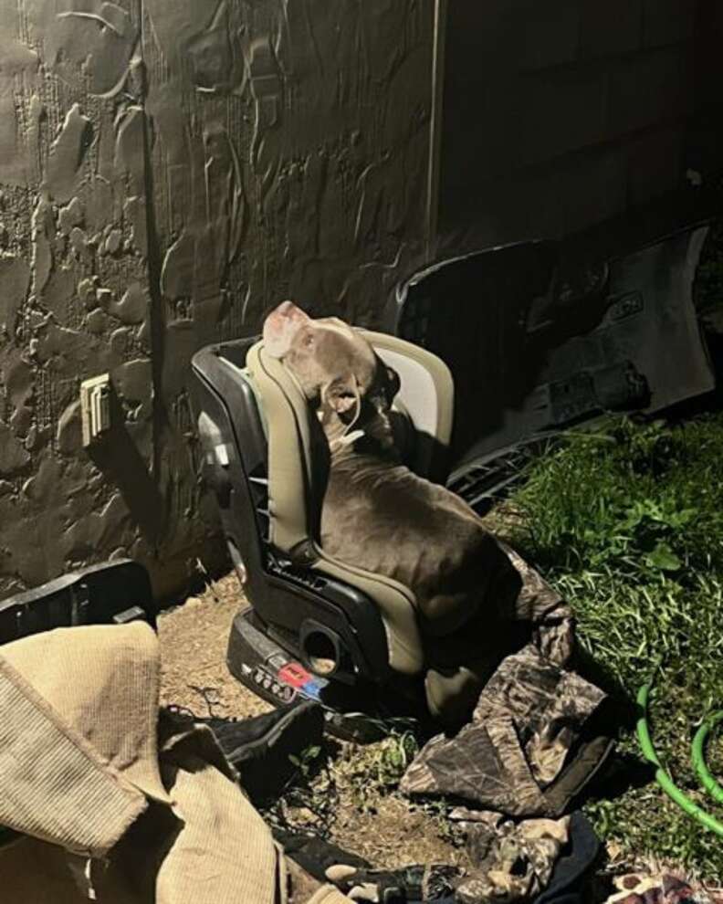 Emotional Rescue of a Stray Dog Finding Warmth and Love After a Winter Storm in San Antonio