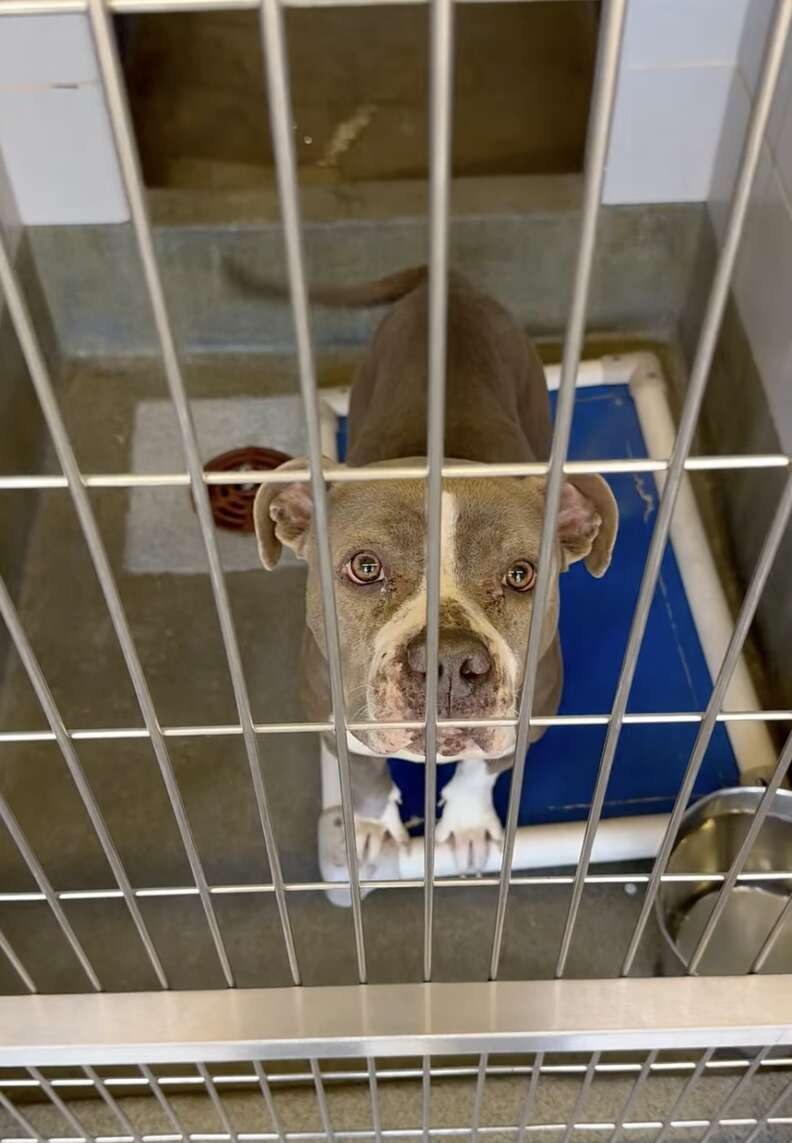 Emotional Rescue of a Stray Dog Finding Warmth and Love After a Winter Storm in San Antonio