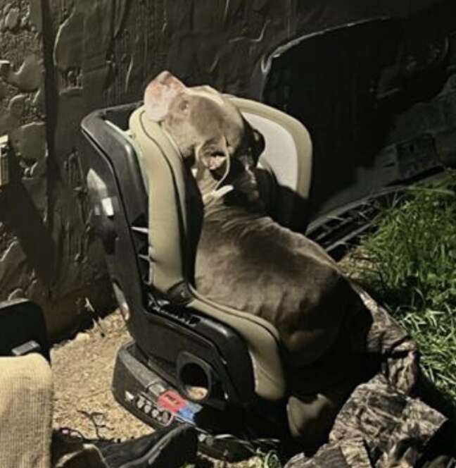 Emotional Rescue of a Stray Dog Finding Warmth and Love After a Winter Storm in San Antonio