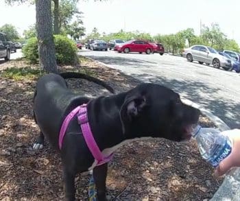 Emotional Rescue of Black Puppy Trapped in Hot Car Highlights Urgent Need for Animal Awareness in Florida Heat