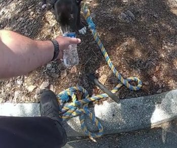 Emotional Rescue of Black Puppy Trapped in Hot Car Highlights Urgent Need for Animal Awareness in Florida Heat