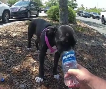 Emotional Rescue of Black Puppy Trapped in Hot Car Highlights Urgent Need for Animal Awareness in Florida Heat