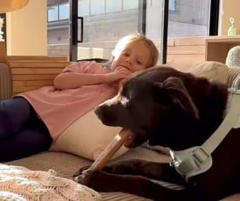 Emotional Reunion of a Shelter Dog and a Little Girl Who Found Each Other at the Adoption Event