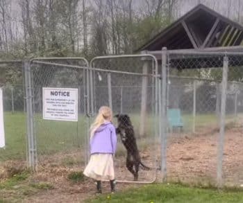 Emotional Reunion of a Shelter Dog and a Little Girl Who Found Each Other at the Adoption Event