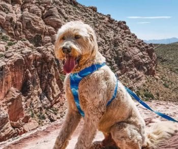 From Suffering to Joyful Living How One Labradoodle Found His Forever Home and Happiness