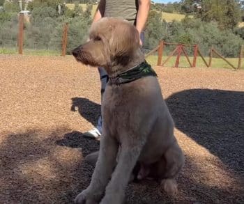 From Suffering to Joyful Living How One Labradoodle Found His Forever Home and Happiness