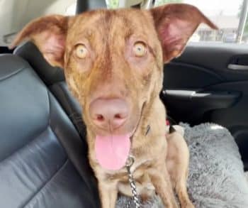 From the Brink of Death to a Warm Embrace: Ivy's Journey to a Loving Home