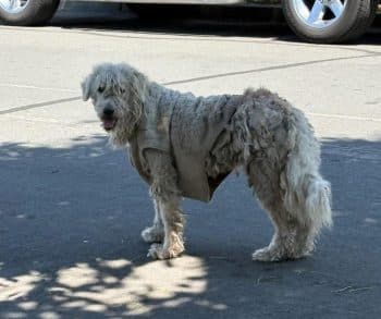 Heartfelt Rescue of a Forgotten Dog Reveals Hidden Suffering Underneath an Ill-Fitting Sweater