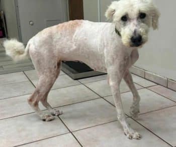 Heartfelt Rescue of a Forgotten Dog Reveals Hidden Suffering Underneath an Ill-Fitting Sweater