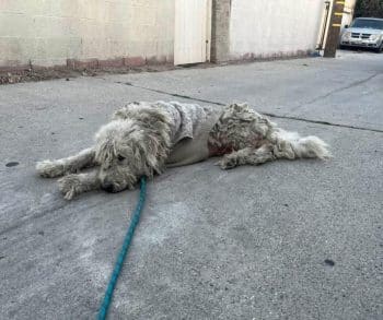 Heartfelt Rescue of a Forgotten Dog Reveals Hidden Suffering Underneath an Ill-Fitting Sweater