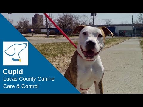 Heartwarming Double Adoption Day Unites a Boy and His Dog in Perfect Family Harmony