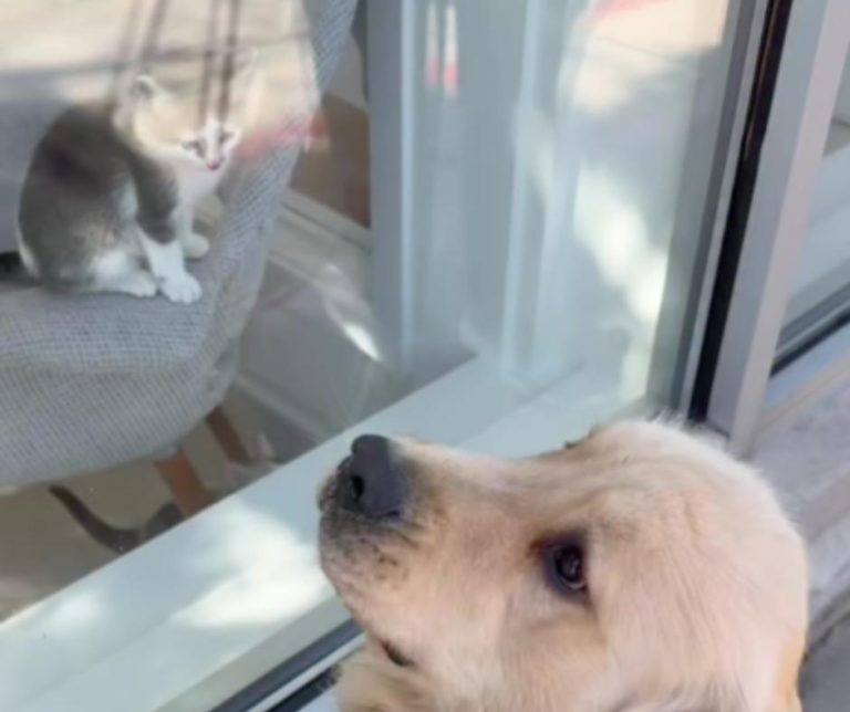 Heartwarming Encounters Between a Golden Retriever and Shelter Cats Create Joyous Community Moments
