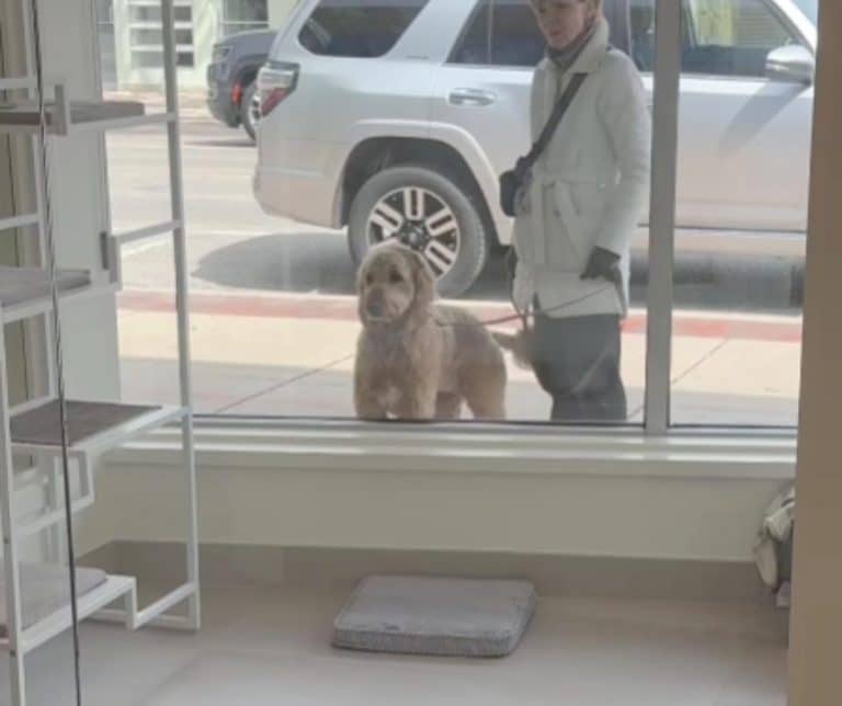 Heartwarming Encounters Between a Golden Retriever and Shelter Cats Create Joyous Community Moments