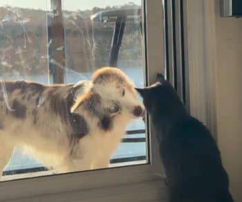 Heartwarming Journey of an Abandoned Kitten Found in the Rain and the Courageous Border Collie Who Became Her Guardian