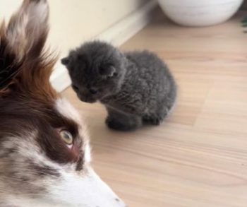 Heartwarming Journey of an Abandoned Kitten Found in the Rain and the Courageous Border Collie Who Became Her Guardian