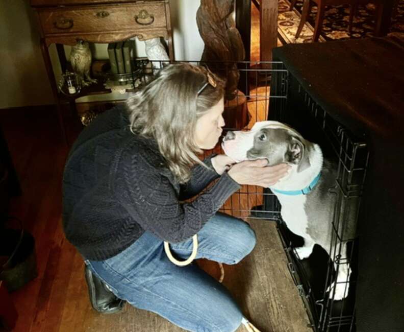 Heartwarming Journey of Homer the Dog Who Waited Hours for a Family That Could Not Return