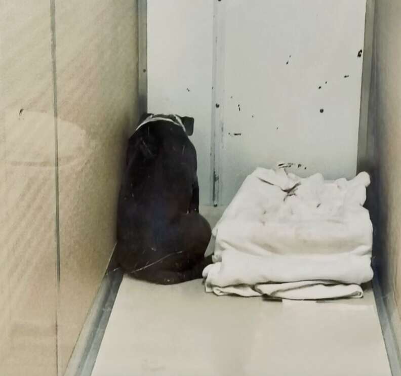 Heartwarming Journey of Homer the Dog Who Waited Hours for a Family That Could Not Return