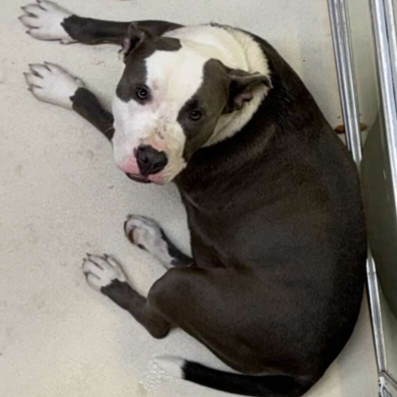 Heartwarming Journey of Homer the Dog Who Waited Hours for a Family That Could Not Return