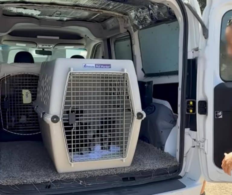 Heartwarming Rescue of 11 Puppies from a Backyard Breeder Transforming Lives One Paw at a Time