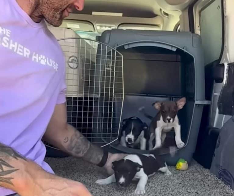 Heartwarming Rescue of 11 Puppies from a Backyard Breeder Transforming Lives One Paw at a Time