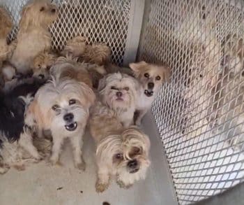 Heartwarming Rescue of 114 Dogs Highlights Triumph Over Cruelty in Mesquite Nevada