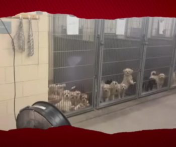 Heartwarming Rescue of 114 Dogs Highlights Triumph Over Cruelty in Mesquite Nevada