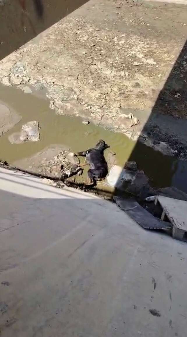 Heartwarming Rescue of a Rottweiler Named Flor from the Depths of Despair in a Baja California Canal