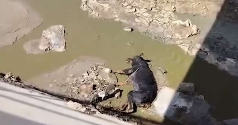 Heartwarming Rescue of a Rottweiler Named Flor from the Depths of Despair in a Baja California Canal