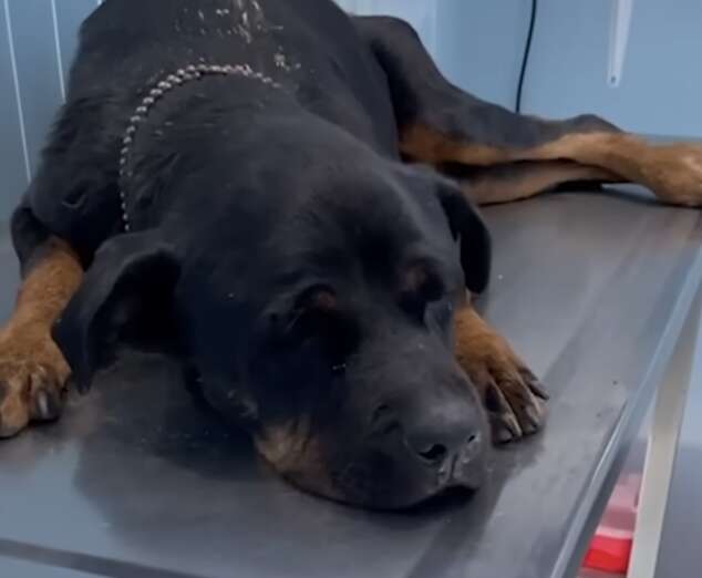 Heartwarming Rescue of a Rottweiler Named Flor from the Depths of Despair in a Baja California Canal