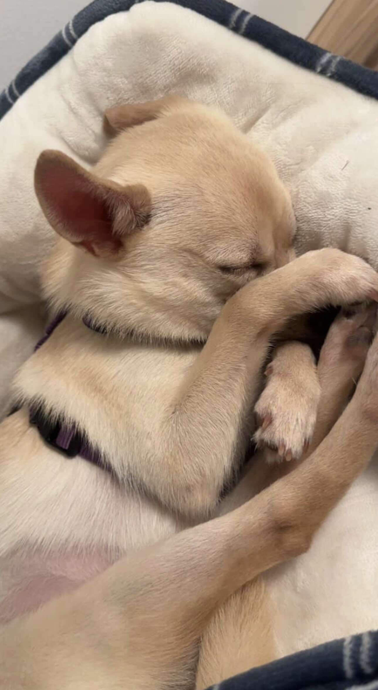 Heartwarming Rescue of Coconut the Chihuahua Who Lost Her Way After Adoption and Found Hope Again