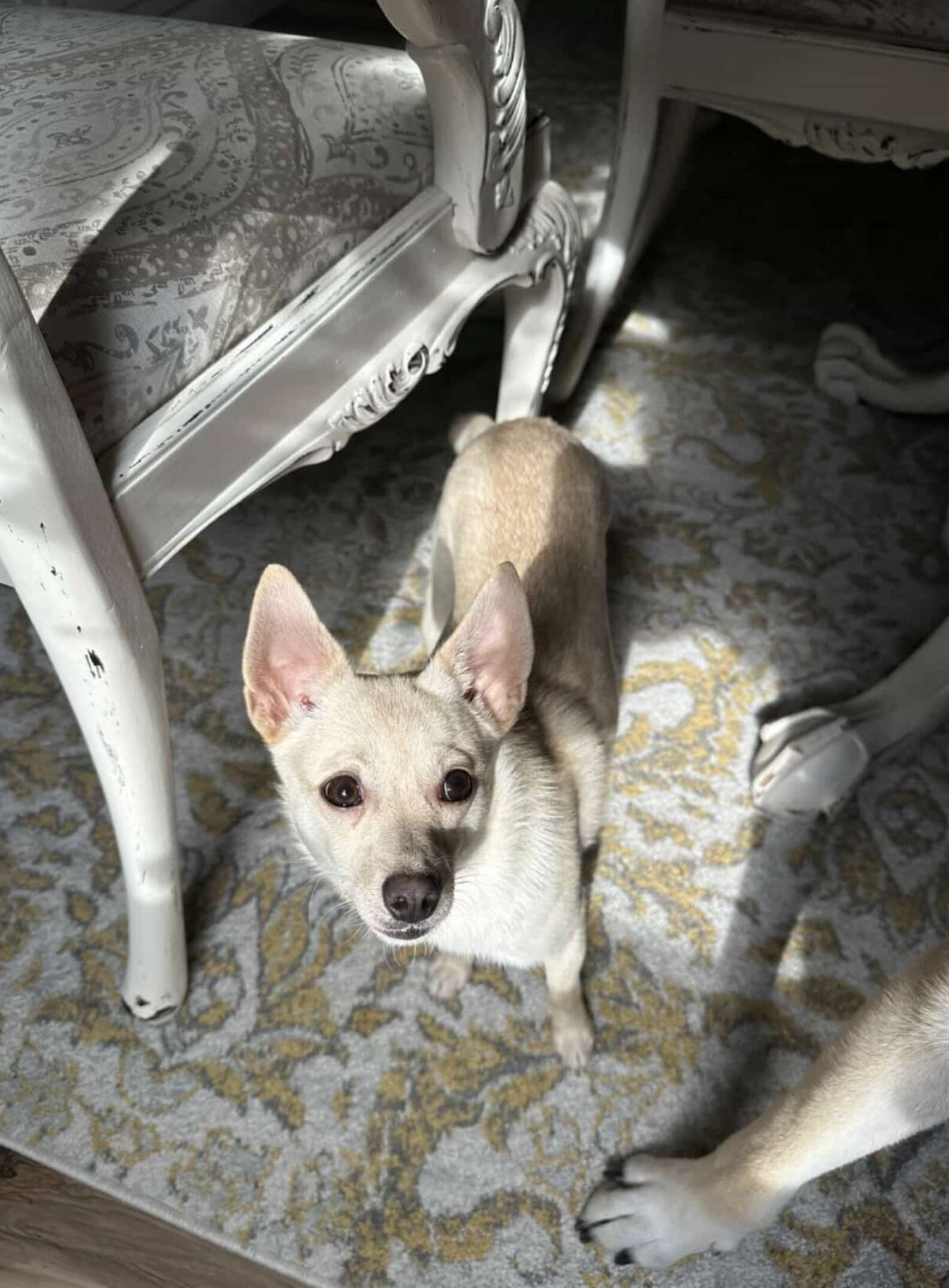 Heartwarming Rescue of Coconut the Chihuahua Who Lost Her Way After Adoption and Found Hope Again