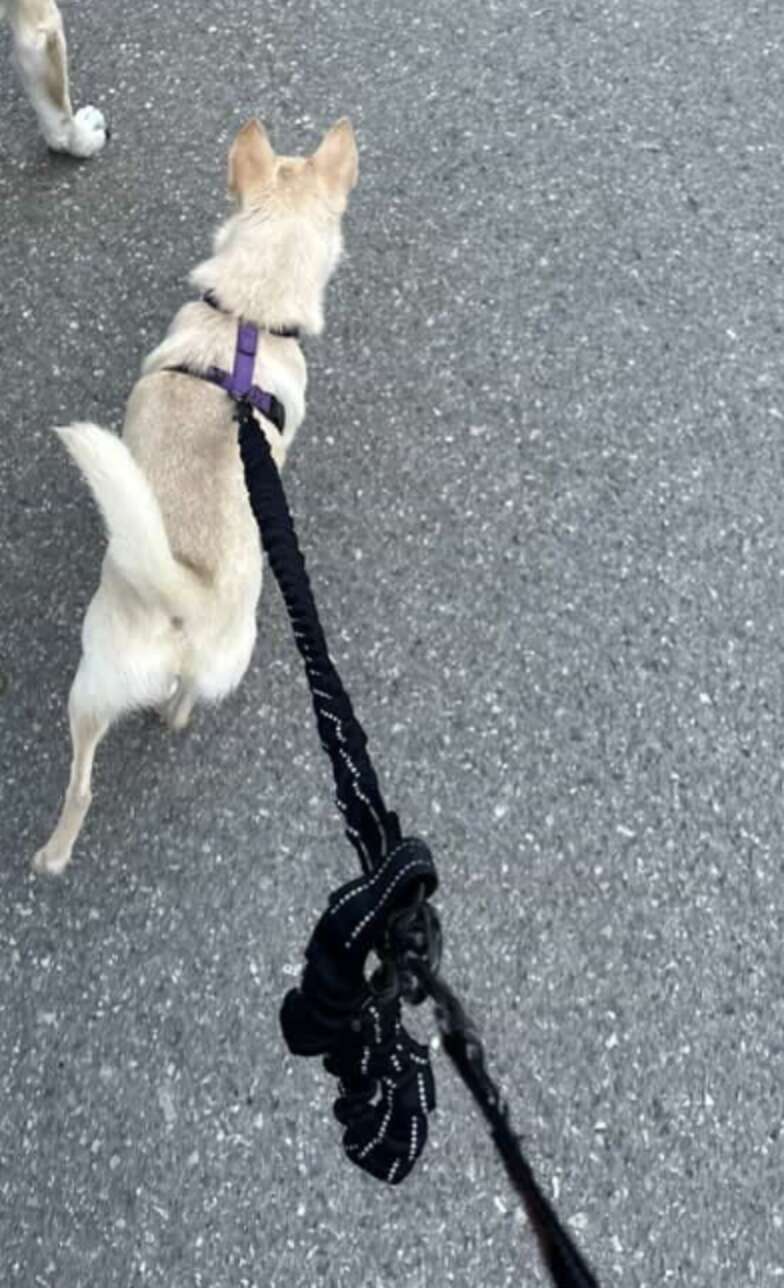 Heartwarming Rescue of Coconut the Chihuahua Who Lost Her Way After Adoption and Found Hope Again