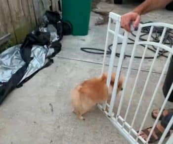 Heartwarming Rescue of Pomeranian Odin Who Got Stuck in Baby Gate Captivates Millions with Courage and Love