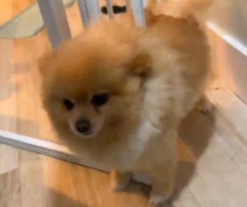 Heartwarming Rescue of Pomeranian Odin Who Got Stuck in Baby Gate Captivates Millions with Courage and Love