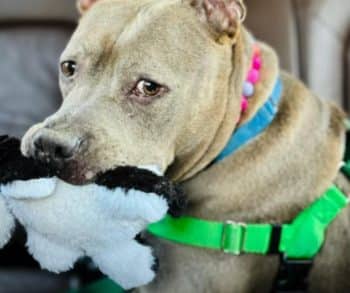 Heartwarming Transformation of a Pit Bull Mix From Euthanasia List to a Loving Foster Home Thanks to Celebrity Advocacy