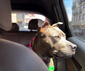 Heartwarming Transformation of a Pit Bull Mix From Euthanasia List to a Loving Foster Home Thanks to Celebrity Advocacy