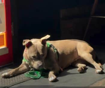 Heartwarming Transformation of a Pit Bull Mix From Euthanasia List to a Loving Foster Home Thanks to Celebrity Advocacy