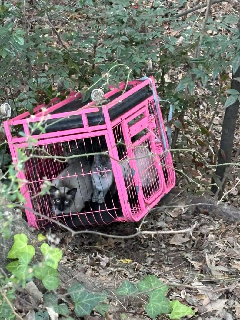 Heroic Dog Leads His Mom to Save Four Abandoned Cats in a Heartwarming Rescue
