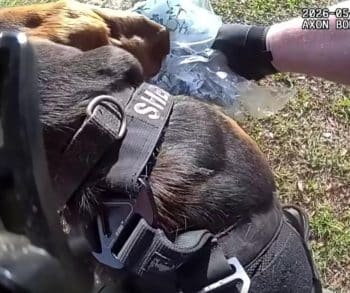 Heroic K-9 and Courageous Deputies Save 96-Year-Old Man Lost in the Woods Bringing Hope to a Community