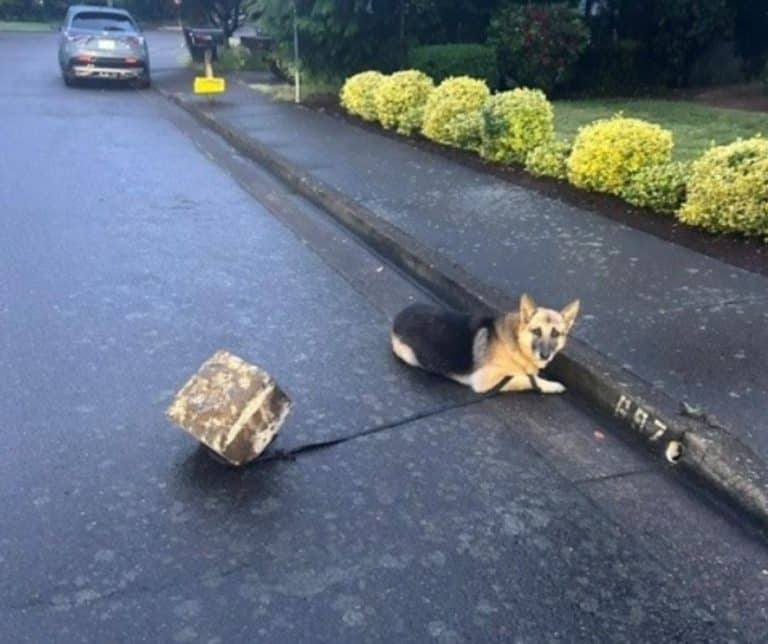 Heroic Rescue of a German Shepherd Stranded in Stormy Oregon Highlights Community Compassion and Care