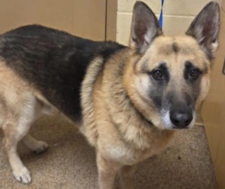 Heroic Rescue of a German Shepherd Stranded in Stormy Oregon Highlights Community Compassion and Care