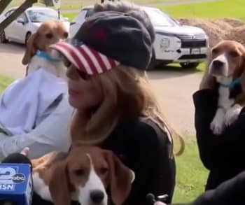 Hundreds of Beagles Embark on a Life-Changing Journey to Freedom and Healing After Rescue from a Life of Confinement