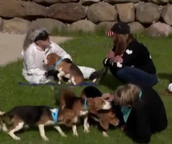 Hundreds of Beagles Embark on a Life-Changing Journey to Freedom and Healing After Rescue from a Life of Confinement