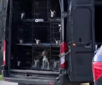 Hundreds of Beagles Embark on a Life-Changing Journey to Freedom and Healing After Rescue from a Life of Confinement