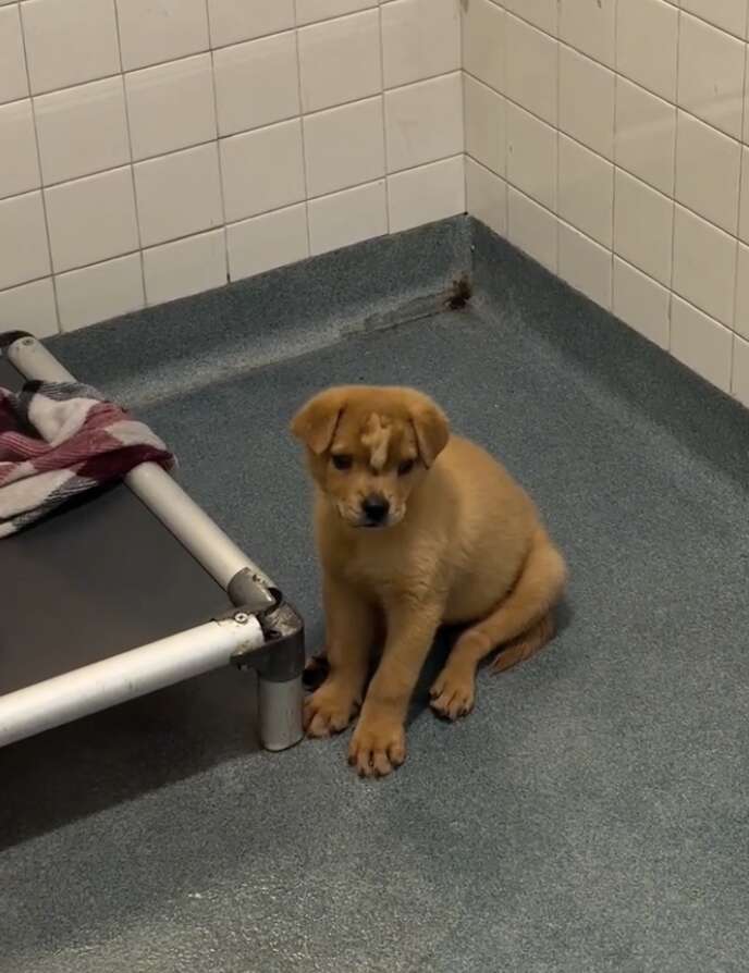 Incredible Rescue Story of a Unique Puppy with a Skull Defect Who Captivates Hearts with Her Unstoppable Spirit