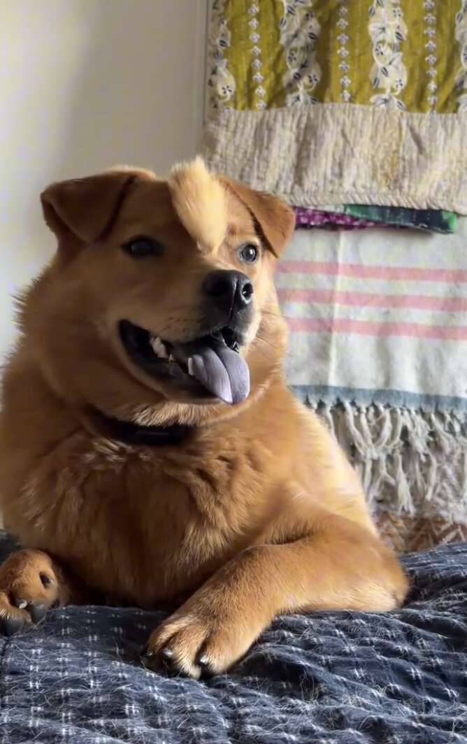 Incredible Rescue Story of a Unique Puppy with a Skull Defect Who Captivates Hearts with Her Unstoppable Spirit
