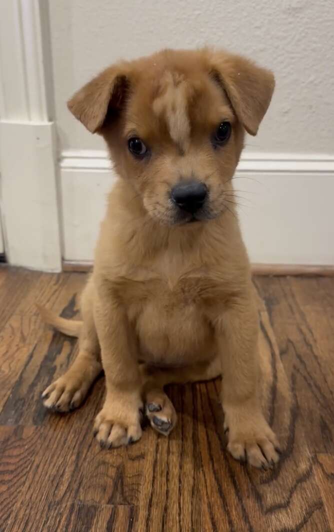 Incredible Rescue Story of a Unique Puppy with a Skull Defect Who Captivates Hearts with Her Unstoppable Spirit