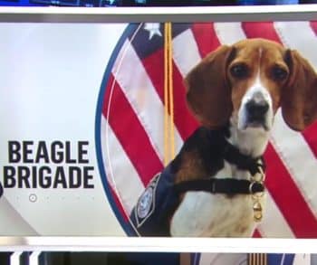 Inspiring Beagles Work Relentlessly to Safeguard America's Food Supply at Atlanta Airport