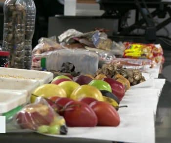 Inspiring Beagles Work Relentlessly to Safeguard America's Food Supply at Atlanta Airport